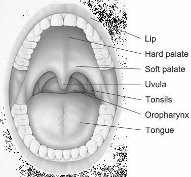 Components of the Alimentary Canal Figure 5: Oral Cavity Oral Cavity Salivary Glands Oral Cavity: a) Mechanical Digestion: during chewing, teeth cut, smash, &