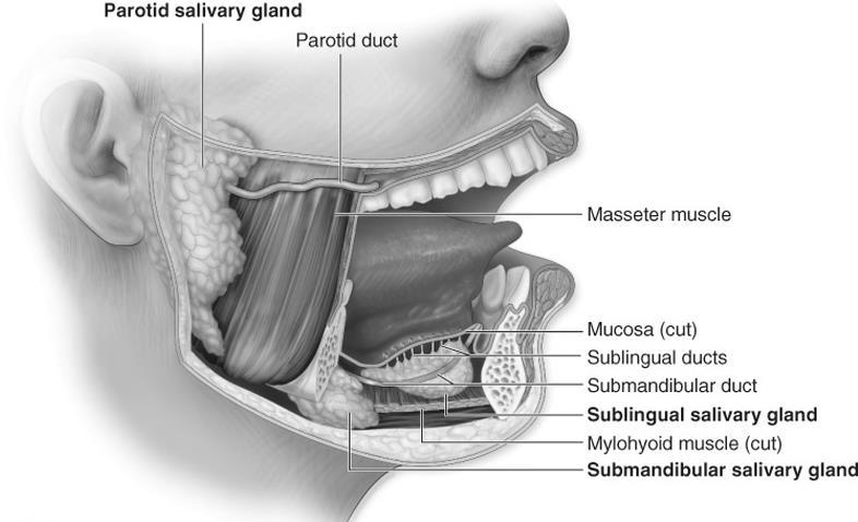b) Chemical Digestion: the salivary glands deliver Saliva (1L/day) through ducts into the oral cavity.