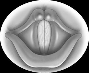 b) During the involuntary Pharyngeal Phase of the swallowing reflex: the root (base) of the tongue pushes against the epiglottis, forcing it downward.