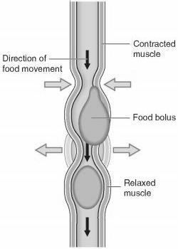 b) Chemical Digestion: accomplished by the action of Gastric Glands