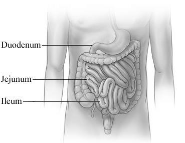 Chyme: Figure 5.7: Small Intestine (General Overview) The small intestine is the longest region of the alimentary canal & is the site where most all macromolecules within food are digested.