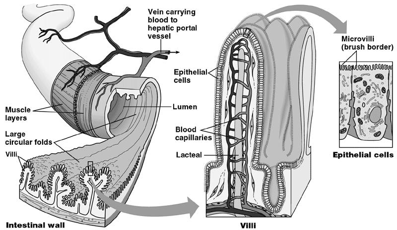 8: Small Intestine (Internal Structure) The inner wall of the small intestine is composed of large, Circular Folds that slow the migration of the chyme in order to maximize macromolecule digestion &