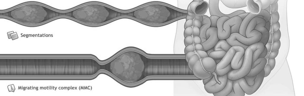 9: Intestinal Brush Border Intestinal Villi Brush Border (Microvilli & BB Enzymes) Figure 6: Motility of the Small Intestine Rhythmic Segmentation