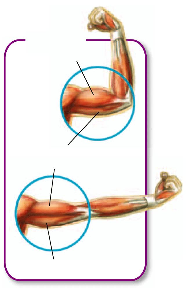 Muscle Pairs Biceps