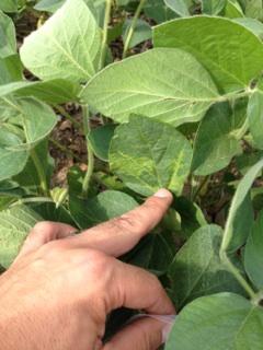 Necrosis Virus in Delaware soybeans.