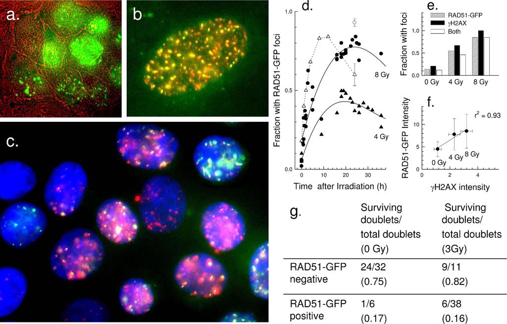 Banáth et al. BMC Cancer 2010, 10:4 Page 10 of 12 Figure 6 RAD51-GFP as a live cell marker.
