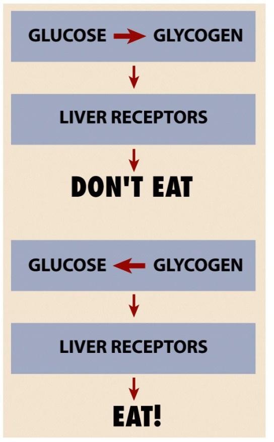 Hunger Interoception Glucose Levels Liver Glucose Glycogen, Fatty Acids Glycogen, Fatty