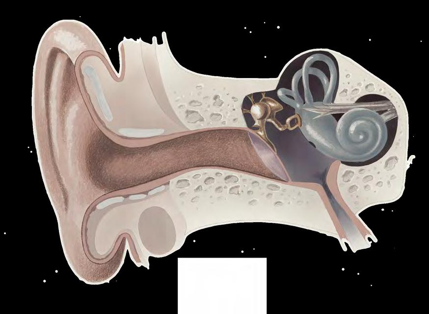 How we hear Ossicles: The ear is made up of 3 parts: Outer Ear Stapes Incus Maleus