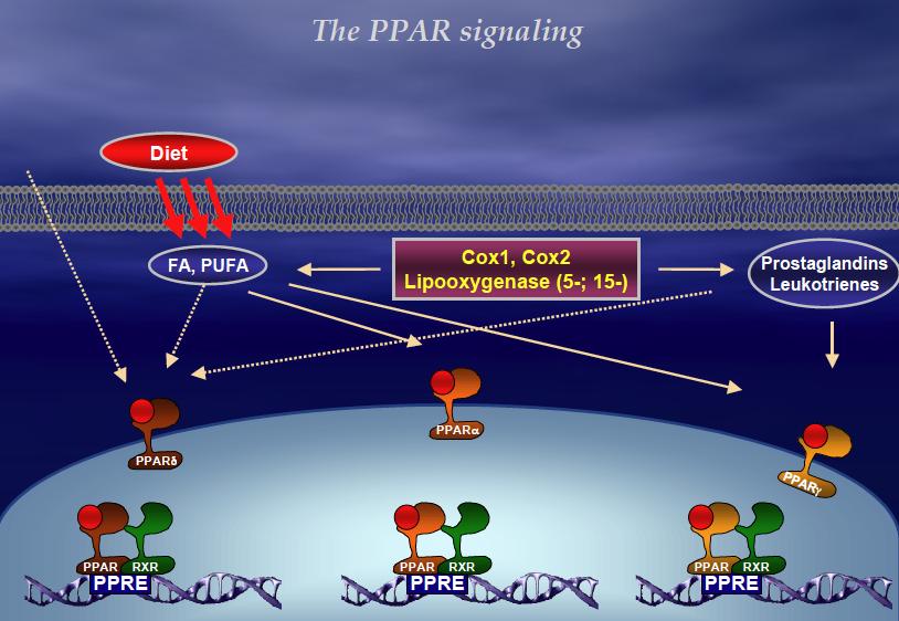 Endogenous ligands for PPARγ?