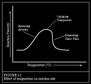11. Explain the effect of temperature, ph, and substrate concentration on enzyme activity and include a graph showing how each affects the rate of reaction.