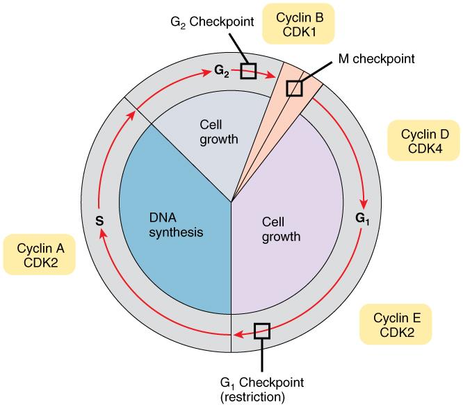 OpenStax-CNX module: m46034 7 Control of the Cell Cycle Figure 4: Cells proceed through the cell cycle under the control of a variety of molecules, such as cyclins and cyclin-dependent kinases.