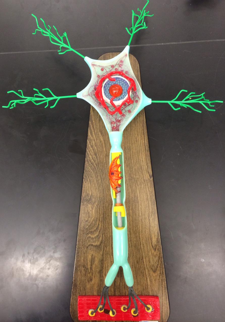 2 Activity 2: The Structures making up a Motor Neuron Note: The red rectangle at the end of this model represents a section of skeletal muscle. Therefore, this model represents a motor neuron.