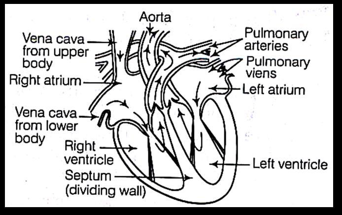 Process of Circulation (i) The superior and inferior vena cava bring deoxygenated blood from all body parts (upper and lower respectively) to the right auricle of heart (ii) The blood is passed to