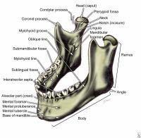 nasal bones, mandible, and lower maxilla. Make sure the teeth are not loose or blocking the airway. The most important aspect of prehospital care in facial trauma is the maintenance of a clear airway.