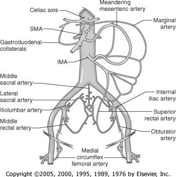 Figure 100-13 Important collateral pathways for the sigmoid colon and pelvis. IMA, inferior mesenteric artery; SMA, superior mesenteric artery.