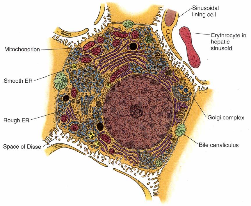 4. Lymphatic channels - drain lymph produced by hepatocytes, this lymph contains a large concentration of what will eventually be plasma proteins, these channels drain into the thoracic duct E.
