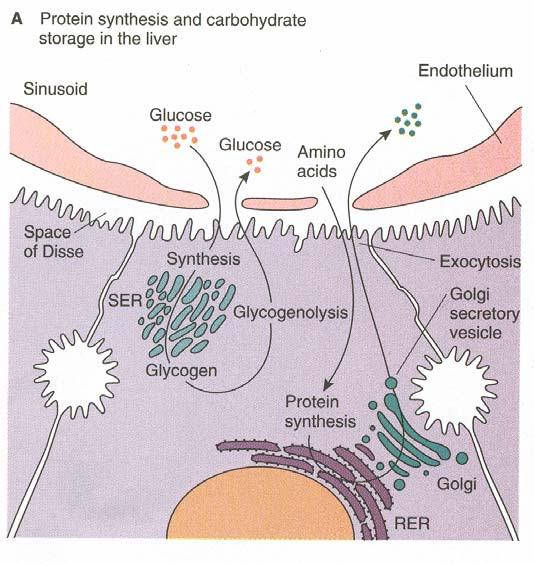 2. Cytoplasm - contents vary with functional state rough ER and polysomes for protein synthesis - for production of