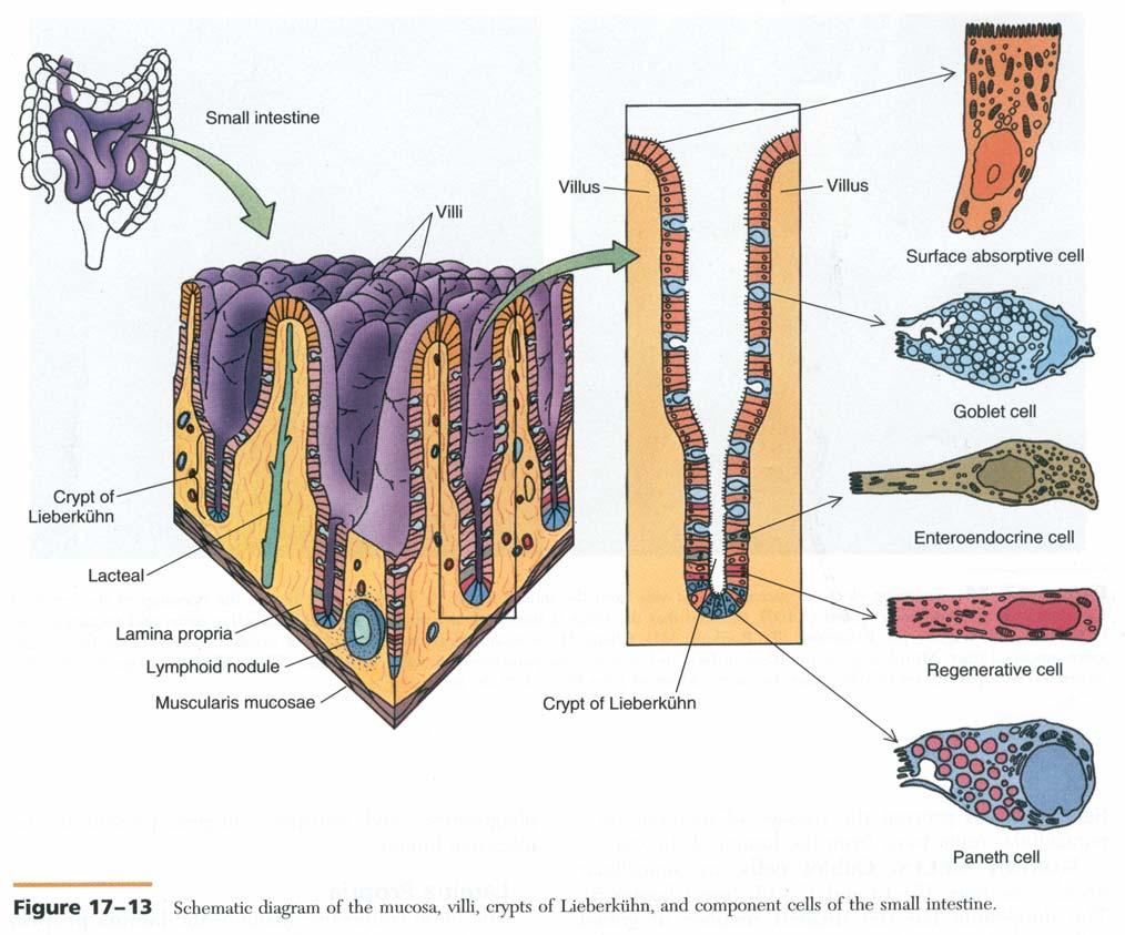 C. Cell types of the small intestine epithelium 1. Intestinal epithelial cells (enterocytes) - dominant cell type a. histological appearance - tall columnar cell with a brush border b.