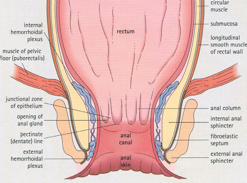 3. Anus a. lined by keratinized stratified squamous epithelium b. connective tissue components - include hemorrhoidal vessels, apocrine sweat glands, sebaceous glands, and hairs c.