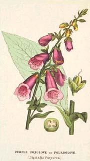 In 1785, Sir William Withering believed that digitalis purpurea had a diuretic effect in patients with a weak and