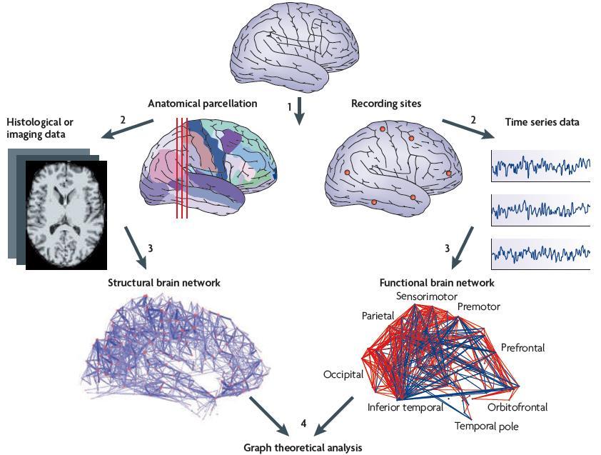 Complex Networks and the Brain Read more at: Bullmore et al., Nature Rev.