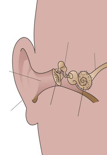 Your ear collects sound waves in the air, and sends them to your inner ear. The most important part of the inner ear is the cochlea. The cochlea looks like a tiny snail shell.