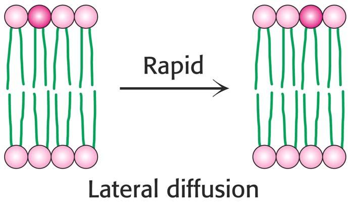 Lipid Diffusion in Membrane D lip = 10-8 cm 2.