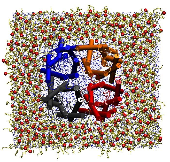 Molecular Dynamics Simulations Protein: ~ 15,000 atoms Lipids (POPE): ~ 40,000 atoms Water: ~ 51,000 atoms Total: ~ 106,000 atoms NAMD, CARMM27, PME