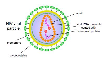 HIV: Anatomy Membrane (partiallystolen from host cell) 2