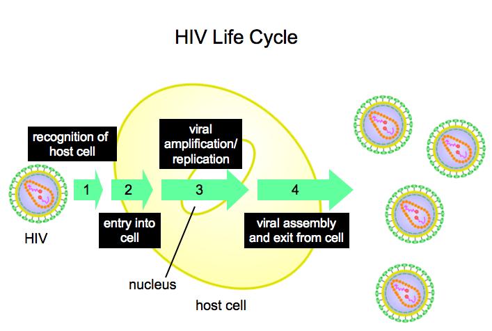 HIV Entry into Host Cells Let