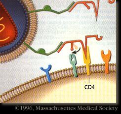 First HIV gp120 binds to CD4 on Th Lymphocyte This binding changes the
