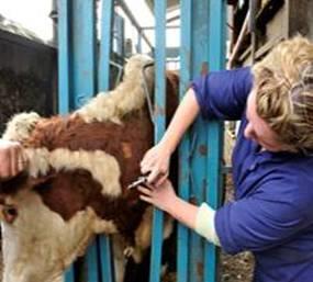 Diagnosis of TB in cattle Infection with M.