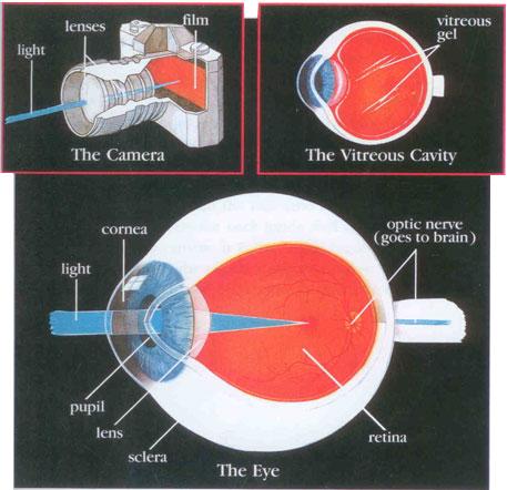 How the Eye Works The eye is like a camera.