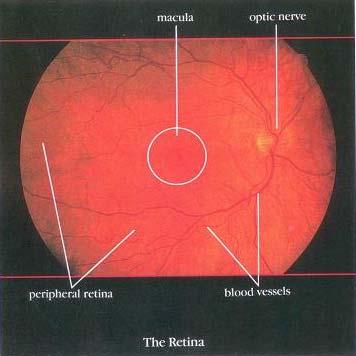 The Retina The retina has two parts: the peripheral retina and the macula. If you imagine the retina as a circle with a bull s-eye at the center, the macula is like the bull s-eye, it is very small.
