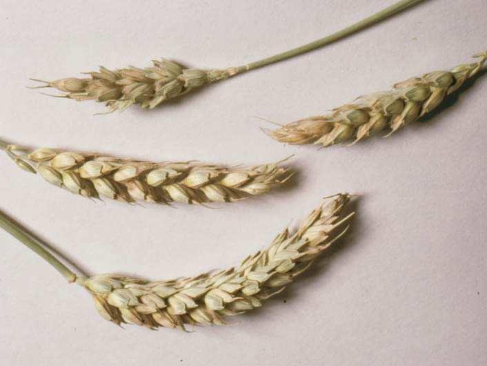 Need for more information Variability of ergot
