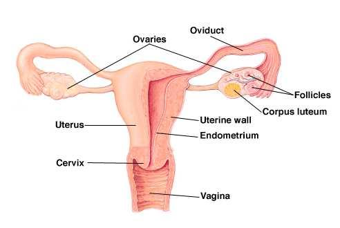 Human Reproduction: Structures, Functions, and Hormones Human reproduction differs from the mechanisms in lower vertebrates and many invertebrates.