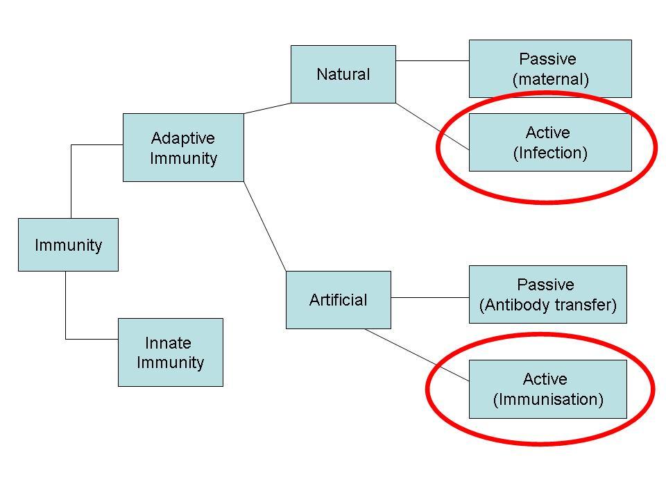 Active immunity adaptive mechanisms Natural following contact with organism Artificial administration of agent to stimulate immune response
