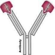 Antibodies Different types IgM, IgG, IgA, IgD, IgE Functions Neutralise toxins Block adhesion/cell entry of the