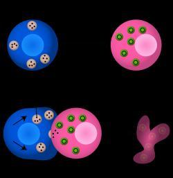 Cell-mediated Immune Response Killer (cytotoxic) T-cells attack cells with antigen markers.
