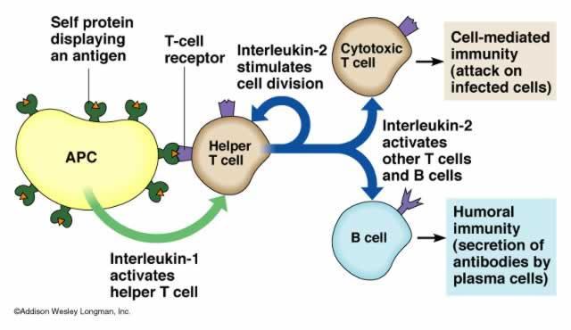 The Key Player: Helper T cell Helper T s activate cell