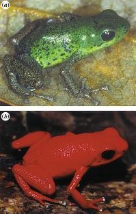 2142 K. Summers and others Poison frog visual mate choice % reflectance (c) (d) 5 7 5 7 wavelength (nm) Figure 1.