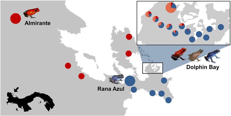 DIVERGENT MATE PREFERENCES ABSENT IN SYMPATRY Figure 1. A transition zone between red and blue populations of O. pumilio in the Bocas del Toro Archipelago, Panama.