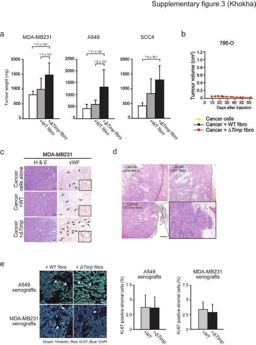 Supplementary figure 3 TIMPless fibroblasts augment tumour cell xenografts.