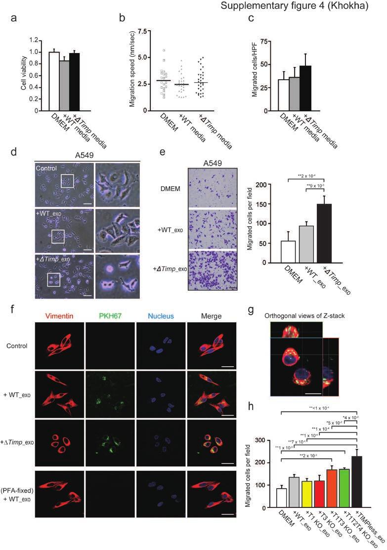 Supplementary figure 4 Effects of conditioned medium or purified exosomes from ΔTimp fibroblasts on cancer cell behavior.