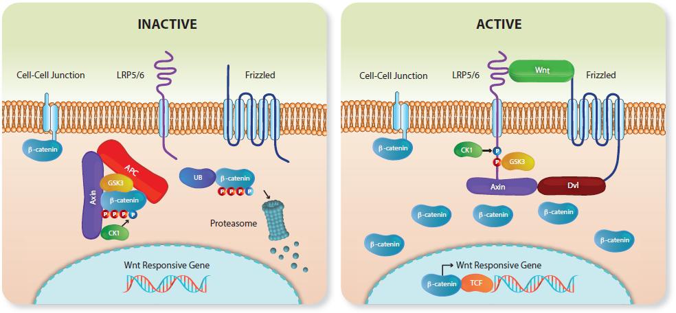 Wnt Signaling Pathway The Wnt (wingless & int1) pathway is highly conserved