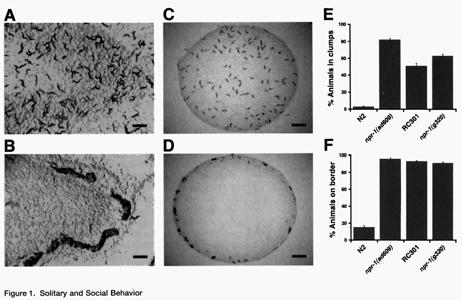 Social Behavior in C. elegans. Mutation in a neuropeptide-y-like protein; the NPR-1 receptor.