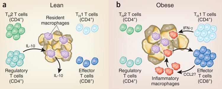 T cell subpopulations in obesity Lumeng,