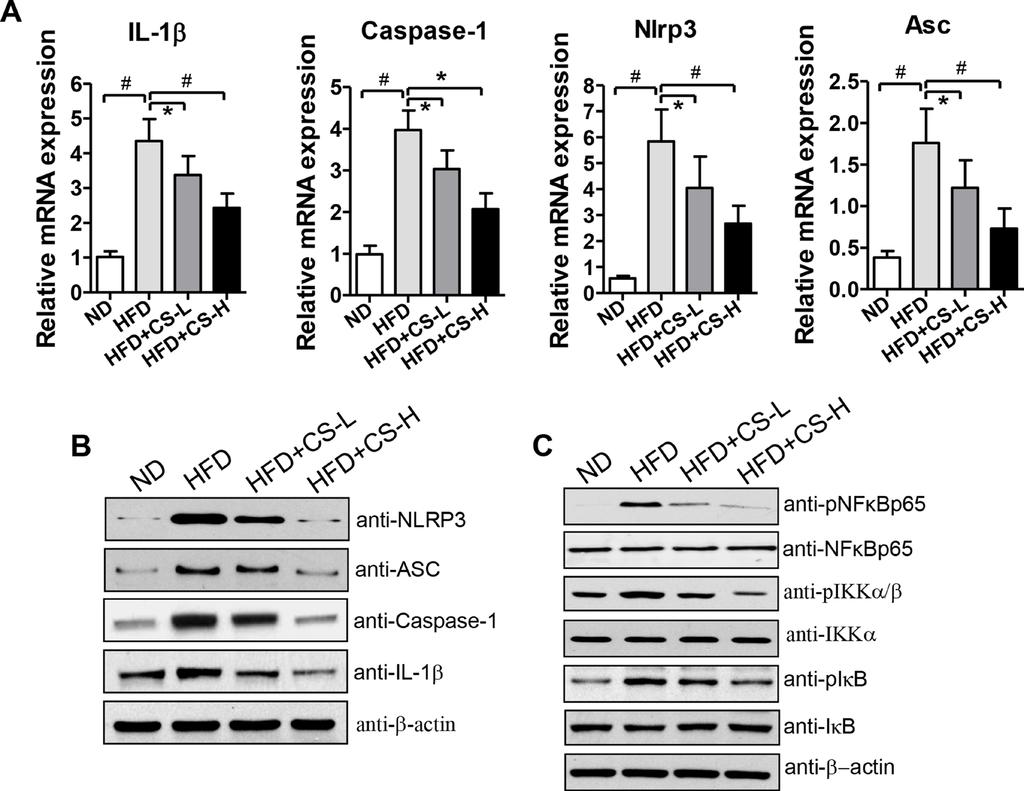 in Figure 4C and Supplementary Figure 3, while the total protein expression levels of NF-κB, IKK, and IκB were unchanged, their phosphorylated forms and the ratios of pnf-κb/nf-κb, pikk/ikk, and
