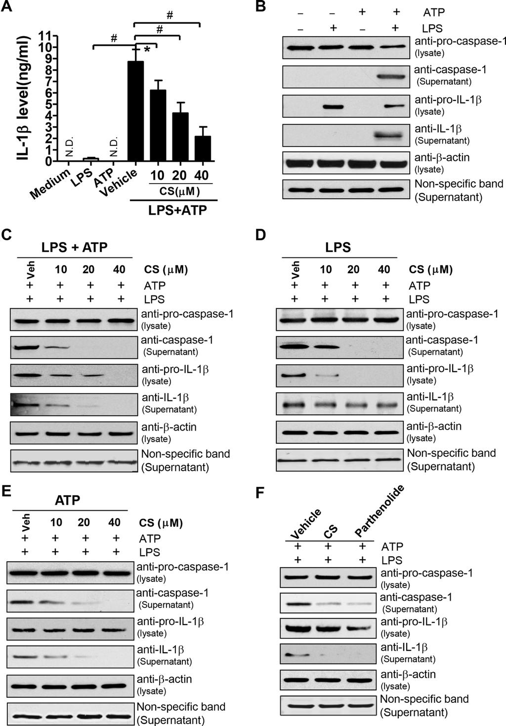 Figure 5: CS inhibits the activation of NLRP3 inflammasome induced by ATP. (A) BMDMs were treated with CS at the indicated concentrations for 24 h, and then stimulated with 1 μg/ml LPS for 4 h.
