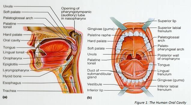 Background Physiology Considerations A schematic of the human oral cavity is presented (Figure 1).